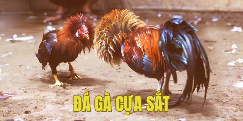 Banner www.sexyforever.vn